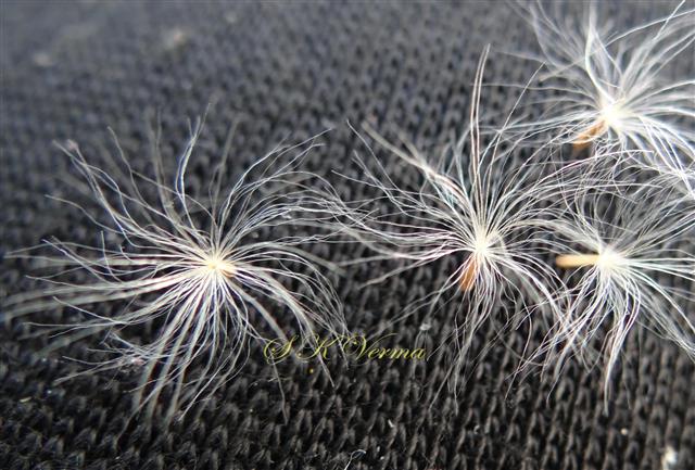  Pappus